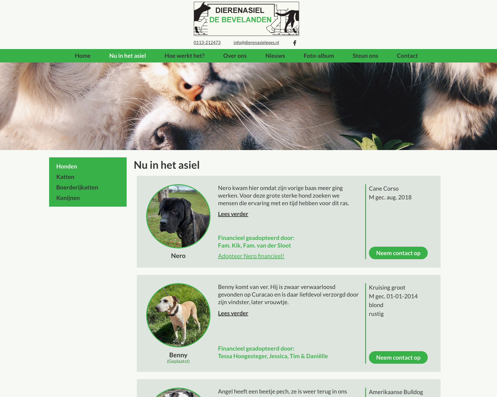 Nu in het asiel pagina - website dierenasiel