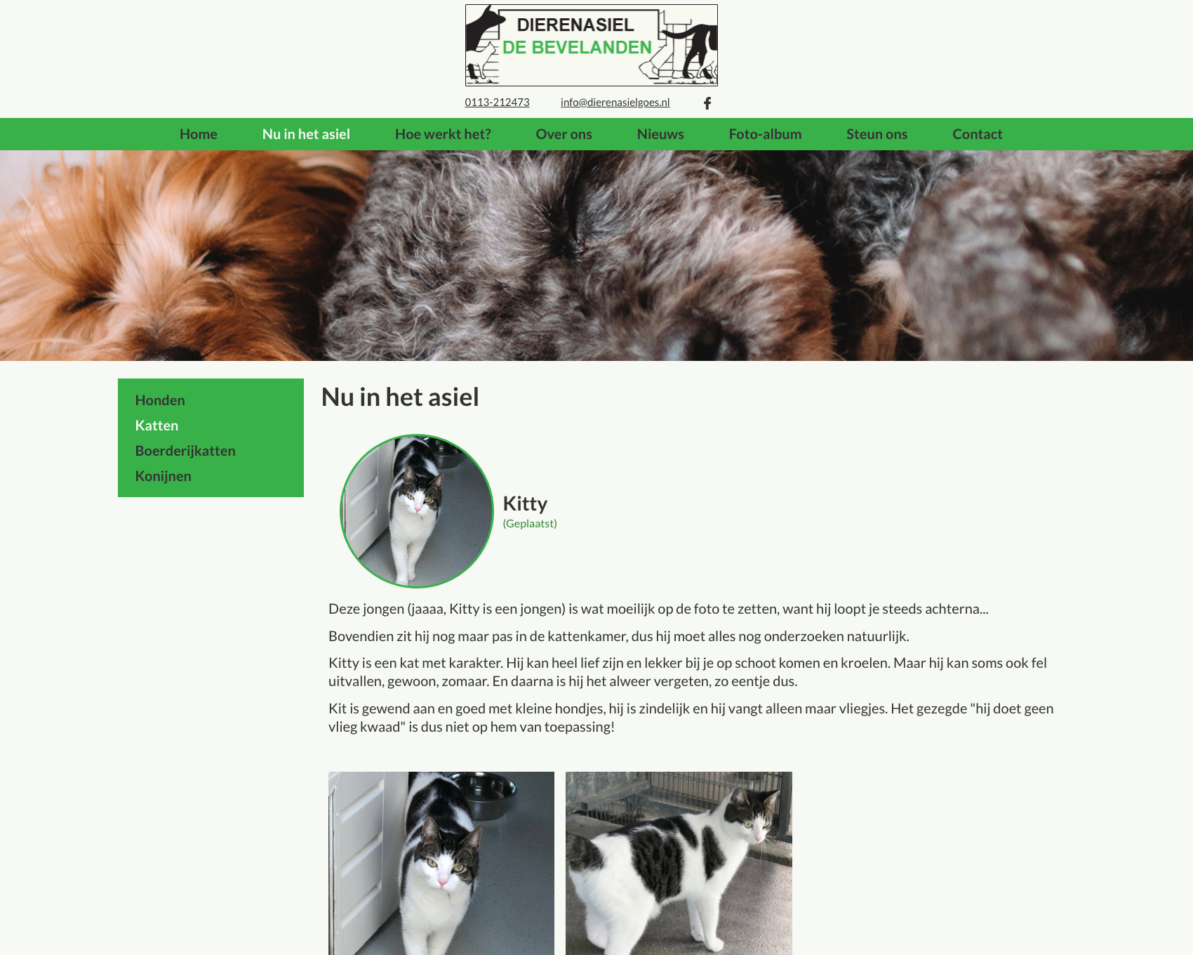 Informatiepagina dier - website dierenasiel